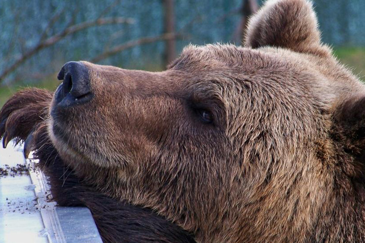 B?renwald M?ritz Name des B?r Michal