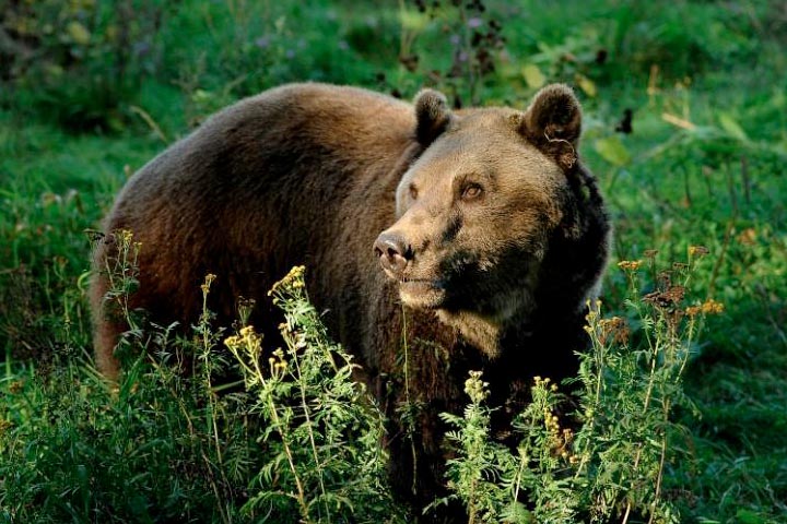 B?renwald M?ritz Name des B?r Michal